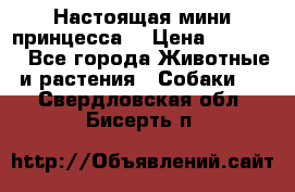 Настоящая мини принцесса  › Цена ­ 25 000 - Все города Животные и растения » Собаки   . Свердловская обл.,Бисерть п.